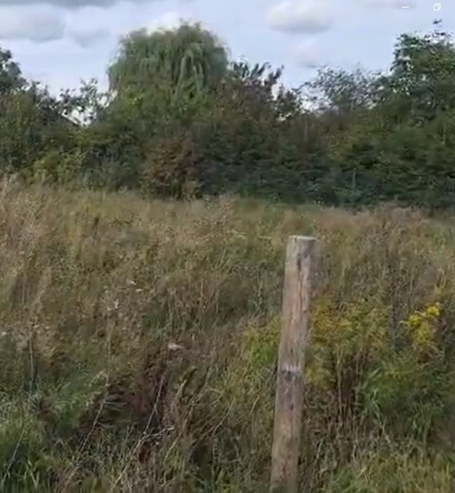 Zarośnięty teren przed rekultywacją — wysoka trawa i chwasty